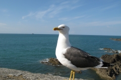 Notre ami le cormoran de Saint-Malo