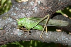 Grande sauterelle verte