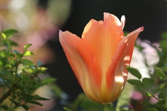 Tulipe Apricot Impression