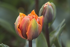 Tulipes Orange Princess