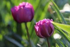 Tulipes Blue Diamond
