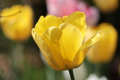 Tulipe Golden Apeldoorn