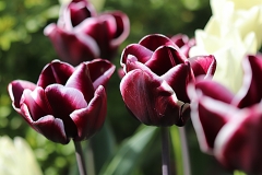 Tulipes Fontainebleau