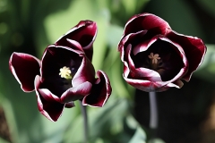 Tulipes Fontainebleau