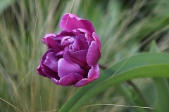 Tulipe Blue Diamond