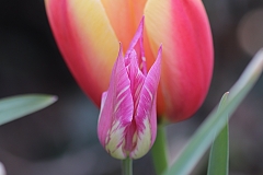 Tulipe Fleur de Lis