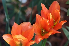 Tulipes Fleur de Lis Ballerina