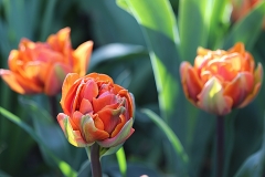 Tulipes doubles Orange Princess