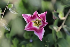 Tulipe Fleur de Lis Ballade