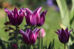 Tulipe Fleur de Lis Ballade