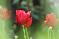 Tulipes Kingsblood