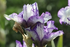 Iris Art Déco