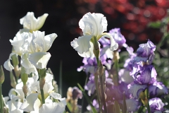 Iris Blancs de la "Choupette"