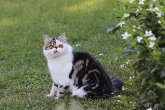 Oréo, le chat jardinier