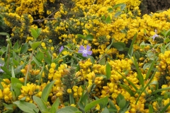 Fleurs sauvages sur l'île de Bréhat